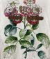 中古・古着 GUCCI (グッチ) 花柄プリントカットソー ホワイト サイズ:ｘｓ：12000円